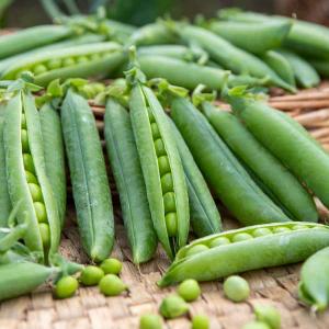 Pois Nain à Grain Ridé Merveille de Kelvedon - 20 m